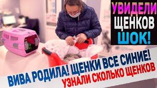 Наша собака родила! Таких щенков мы еще не видели!!! Что с ними не так?