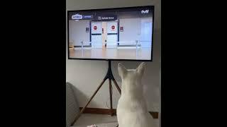 Pinko watching TV