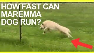 How fast can Maremma sheep dog run (Livestock Guardian Dog Top Speed)?