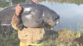 Monster Catfish Cape Fear River Short Version