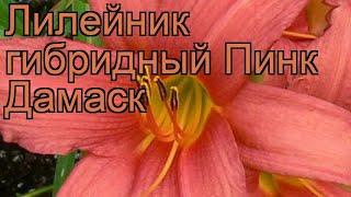 Лилейник гибридный Пинк Дамаск (hemerocallis)  обзор: как сажать, рассада лилейника Пинк Дамаск