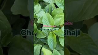 Fresh from the garden: Fiji style Chouraiya bhaji (Amaranth Leaves)
