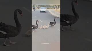 Ducks Made Everyone Stop 