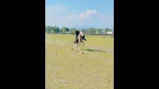 Nazabazi with Mubashar Tiwana#beautifulhorses #horse #pakistan#punjab #youtube#youtubeshorts