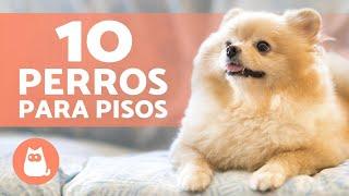 10 PERROS para tener EN UN PISO  (¡Los Mejores!)