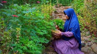 Harvest Kenikir (cosmos caudatus) | make a delicious dish with peanut sauce | village life