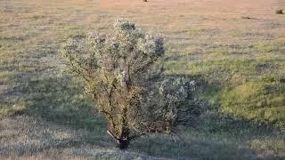 Ukrainian steppe RELAX