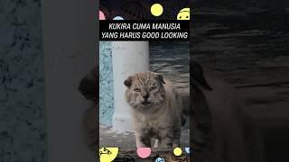 GOOD LOOKING IS NUMBER 1 #parody #memes #meme #random #cat #sad #funnyvideo #videolucu #cover #short