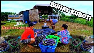 BUHAY KUBO11- TUWANG TUWA KAMI SA DAMI AT MALALAKI Na HARVEST SA TALONG, Deliver sa palengke