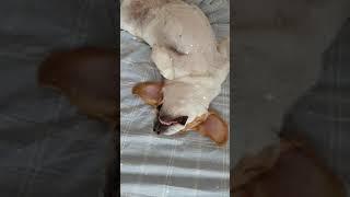 Колыбельная для Умки.Бигль спит #смешныеживотные