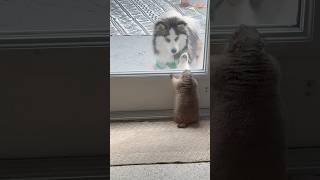 Peek-a-boo battle: Poppy the Prairie Dog  vs. Penelope the Pomsky  #prairiedog #cute
