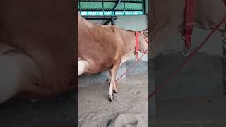 super Gau Mata | Karamveer breeding farm #status #shortvideo #youtubeshorts #cowvedio