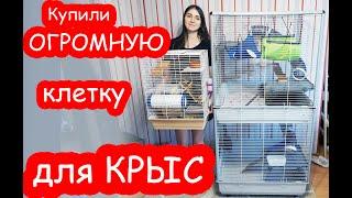 Купили ОГРОМНУЮ клетку для КРЫС