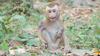 Heartwarming Reunion: Abandoned Samuel (Polee) Seeks Comfort in Kunthear's Milk