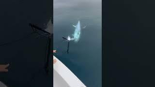 Amazing Fishing the giant tuna in the deep ocean! 