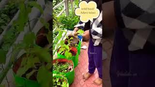 Best medicine for cold and cough |#veekshasr |#shorts |#short |Kashayam |home made| winter friend