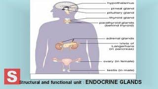 Endocrine system -  Control and Coordination  CBSE Class X Science ( Biology) Lesson