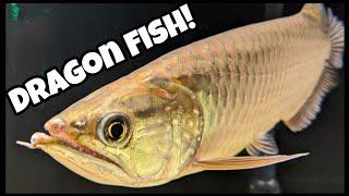 DRAGON Fish! New Deformed Jardini Arowana!