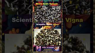 Black Gram spourt #pulse #biology #scienceshorts #scienceeducation #educación #shorts #video