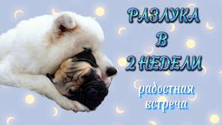 Как собаки встречают хозяев после длительной разлуки  Самоед и мопс  Samoyed Pug Dog