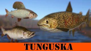 Multi Lures spot Tunguska River #42 | Russian Fishing 4