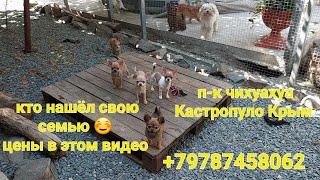 #влог ЦЕНЫ в ЭТОМ видео #ПРОДАЖА #чихуахуа питомник собак Кастропуло #Крым +79787458062 #Chihuahua