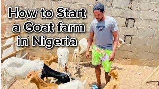 How to Start a Goat Farm in Nigeria