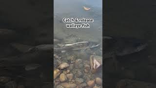 Catch & release walleye fish