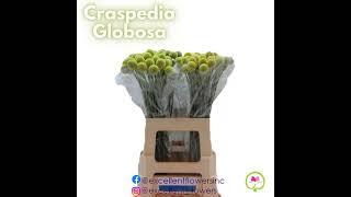 Holland flowers are ready to be delivered to our belowed clients