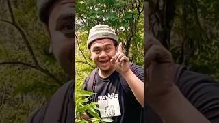 Survival Skills: Drinks In The Wilderness #forest #outdoors #camping #survival #bushcraft #lifehack