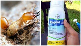 How To Kill & Remove Termites | Cara Racun & Musnahkan Anai-Anai