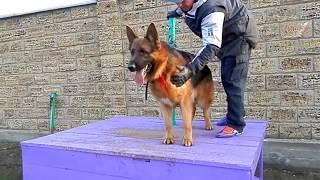 Развитие злобы у Немецкой овчарки. Development of anger at the German Shepherd. Odessa.