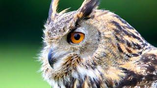Eurasian Eagle Owl Facts: aka the EUROPEAN EAGLE OWL 