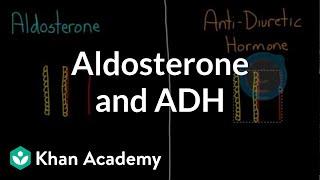 Aldosterone and ADH | Renal system physiology | NCLEX-RN | Khan Academy