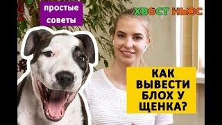 Блохи у щенка. Что делать? Как вывести?