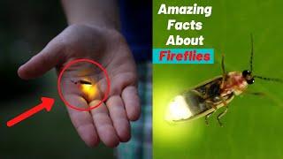 Top 10 Amazing Facts About Fireflies