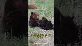 "Unveiling the Enigmatic World of Grizzly Bears: Nature's Masters of Adaptation and Balance"   