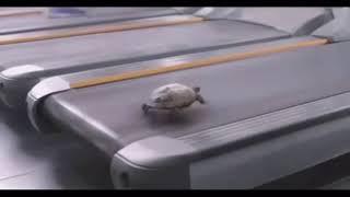 Deja Vu turtle