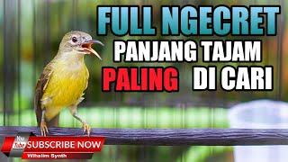 KOLIBRI MANGGAR BETINA GACOR - SUARA KOLIBRI WICEH BETINA - KORLAP KOLIBRI KELAPA BETINA GACOR !!