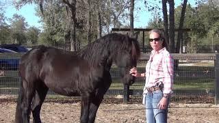 Colt-Starting a 3-Year-Old Friesian: Zeppelin’s First Day