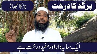 BANYAN TREE BENEFITS | BARGAD KA JHAAD | MOHAMMED THALHA RASHADI OFFICIAL