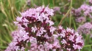 Oregano Wild Marjoram Flowers (Origanum vulgare) #oregano #marjoram #origanum #vulgare #gardening