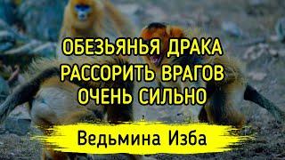 ОБЕЗЬЯНЬЯ ДРАКА. РАССОРИТЬ ВРАГОВ. ОЧЕНЬ СИЛЬНО. ДЛЯ ВСЕХ. ВЕДЬМИНА ИЗБА ▶️ МАГИЯ