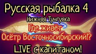 РР4.  Где живет Осётр Восточносибирский на реке Нижняя Тунгуска!? + подарки. Прямой эфир с капитаном