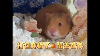 送胖橘子鼠去新家|打包视频