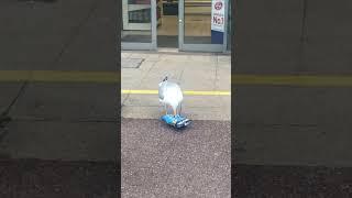 Sneaky Seagull Shoplifts Snack #Shorts #Seagulls #Birds