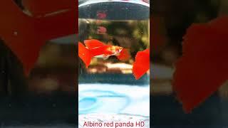 Albino Red Panda HD(എന്റെ കേരളം sabscrib