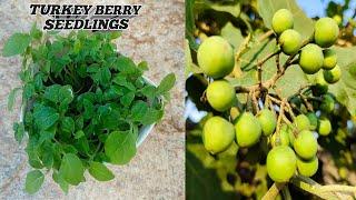 How to germinate turkey berry seeds|How to grow turkey berry plant from seed|Sundakai|Wild egg plant