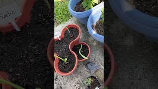 Perfect. #gardening #garden