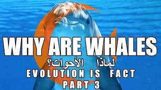 Why Are Whales | Evolution Is a Fact 3